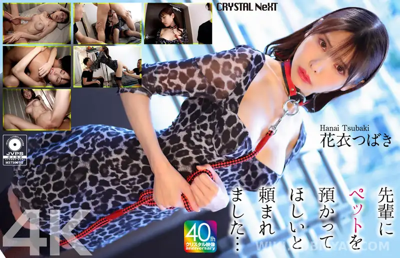 CRNX-254 *【4K】선배에게 애완동물을 맡겨달라고 부탁했습니다… 화의 츠바키